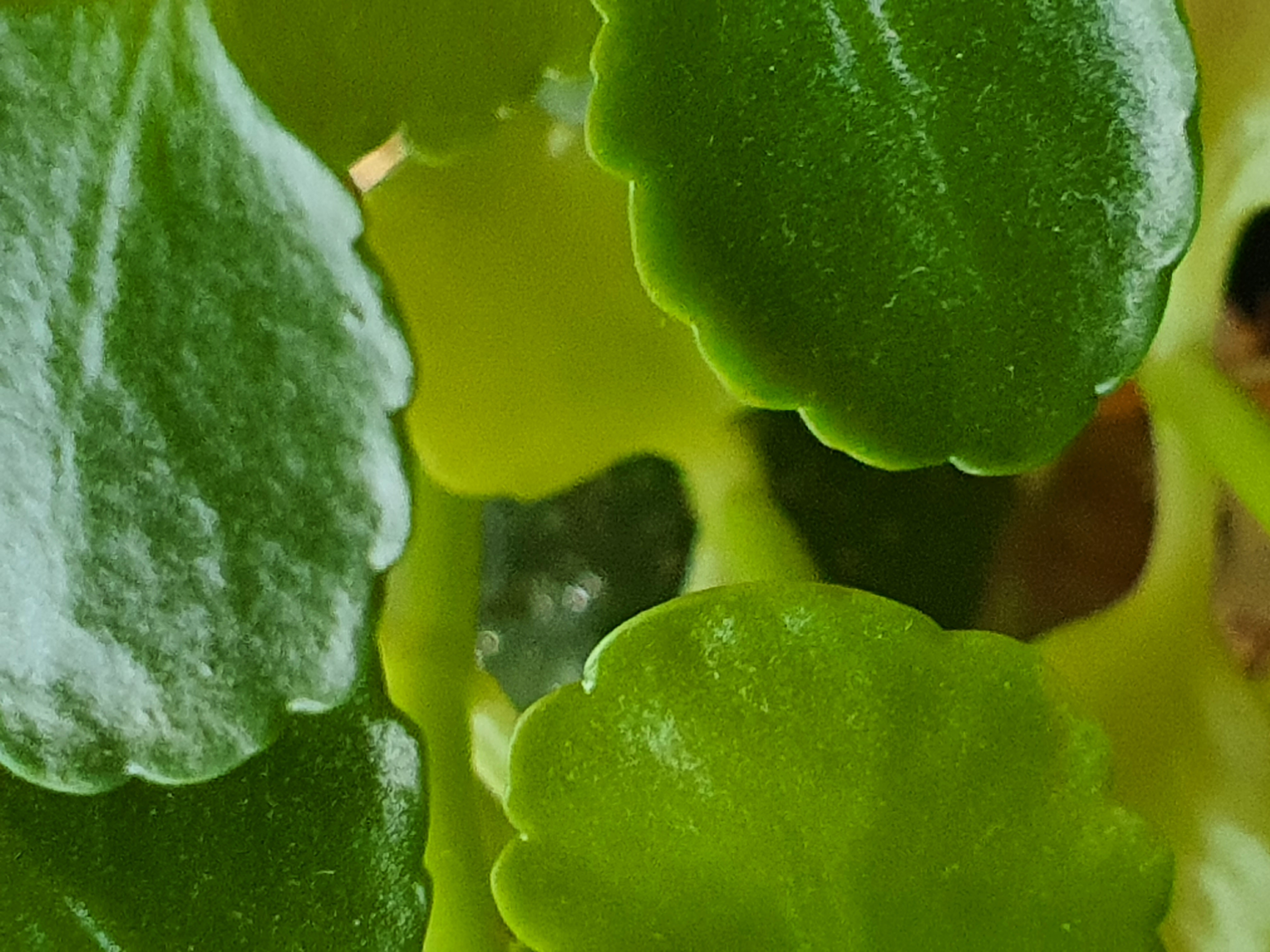 Vorgeschlagene Anpassungen des österreichischen Patentrechts im Bereich biologischer und biotechnologischer Verfahren